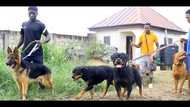 Insurance companies now providing insurance for dogs and cats in Ghana