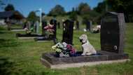 UK pet owners face grim choices amid soaring costs