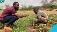 Ghanaian green pepper farmer opens up about his business: "I make GH₵15,000 a week"