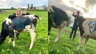 "Marry Me?": Farmer proposes to girlfriend by writing proposal on cows