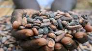 Ghana raises cocoa price by 45% to deter smuggling