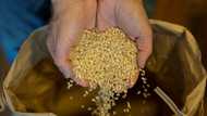 Japan to release emergency rice reserves to fight runaway inflation
