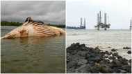 Stench engulfs Western Region town as carcass of huge whale washes ashore