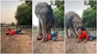 Elephant thinks man is in danger, rushes to rescue him in cute video, many people praise animal