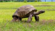 It is presently blind: Meet world's oldest living tortoise Jonathan that is 190-years-old