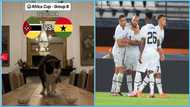 AFCON 2023: Magic cat Nimbus Prono predicts win for Black Stars in Ghana vs Mozambique match