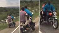 Video of 2 men riding a motorcycle while carrying whole cow causes massive stir online