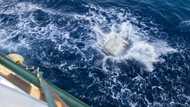 Greenpeace drops boulders on UK seabed to curb bottom-trawling fishing