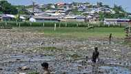 Welcome no more: Rohingya face backlash in Bangladesh