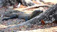 Indonesian tourism workers strike over Komodo park price hike