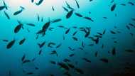 Swiss want moratorium on deep-sea mining