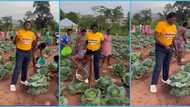 Students of Wesley SHS grow cabbage on school land to support feeding: “Good initiative”