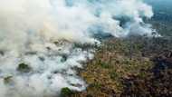 Rainforest giants Brazil, Indonesia, DR Congo sign deforestation pact