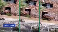 Man narrowly escapes hippo attack in chilling viral TikTok video, netizens left in awe