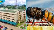 Social media reacts to bee attack on KNUST campus: "God save the students"