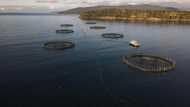 Dead salmon create election stink on Australian island