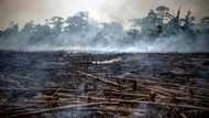 Long road ahead to hammer out UN biodiversity blueprint