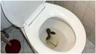 5 very effective ways to keep snakes away from your toilets completely 1 & snake prevention box