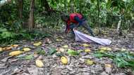 Top producer Ivory Coast fears for cocoa output after rains