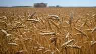 EU eyes tariffs to 'choke off' Russian grain sales