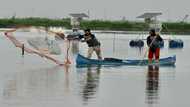 Heists at sea: Shrimp bandits terrorize Ecuador farmers