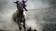 Mexico barred from sending cattle to US over flesh-eating pest