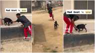 "Wetin you do Messi?" Stubborn goat chases young Nigerian man, he runs immediately