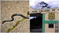 Foso Training College student in critical condition after poisonous snake bites