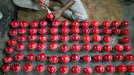 Sacred cow: Ball makers break taboos for India's favourite sport