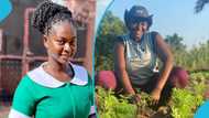 Ghanaian nurse reveals she went into farming after realizing she would not be posted soon: "Today I have 1200 snails"