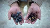 'Stress test': Olive oil producers adapt to climate change