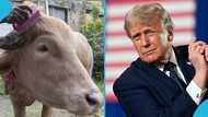Viral Donald Trump look-alike buffalo saved from becoming sallah meat for Eid Al-Adha