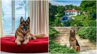 Dog becomes billionaire after inheriting GHc3bn, plans to 'sell' its house for over GHc194m