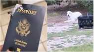 Village people at work: Massive reactions as dog eats owner's American passport