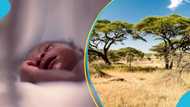 Baby boy found abandoned in the bush near Bole-Bamboi highway by man going to defecate