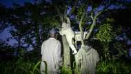 Thugs and tolls burden beekeepers in war-scarred C.Africa