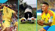 Psychic dog who correctly predicted Portugal defeating Croatia picks GH-Colombia winner, video trends