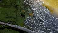 Polish firemen pull tonnes of dead fish from Oder river