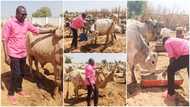 They will be expensive - Man cautions after hustling buy land for cattle rearing