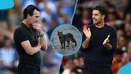 Psychic cat chooses winner of Aston Villa vs Arsenal Premier League clash