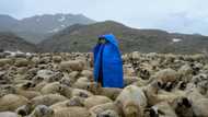 High up in Turkish valleys, Afghan shepherds dream of home