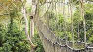 Kakum National Park contact, accommodation, entrance fees