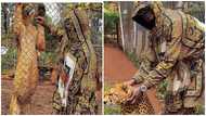Freedom Jacob Caesar’s two pet tigers to be removed from Wonda World Estates – Police