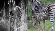 First-ever unique pure plains zebra breed gets born in the history of Ghana