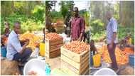 Man Shows off the Huge Tomatoes Harvested from His Farm, People Wonder Why Many of the Fruits are Yellow