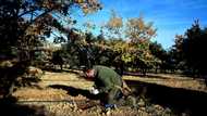 Black truffle production booms in Spain