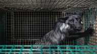 Activists slam conditions at Europe's fur farms, seek ban