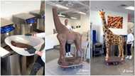 Talented man uses chocolate to build giraffe animal in video, heaps praises