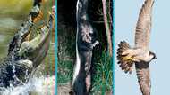 25 most aggressive animals that dominate land, sea, and sky