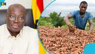 75-year-old visually impaired cocoa farmer offers to donate cocoa price increase back to government